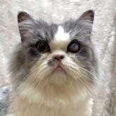 スコティッシュフォールド