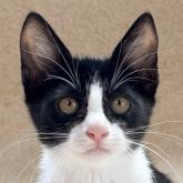 雑種