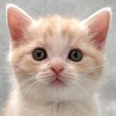 スコティッシュフォールド