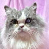 スコティッシュフォールド