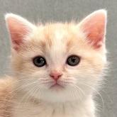 スコティッシュフォールド