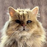 チンチラペルシャ