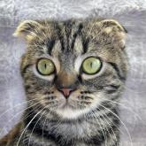 スコティッシュフォールド