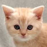 スコティッシュフォールド