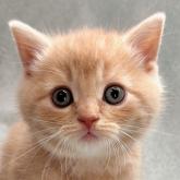 スコティッシュフォールド