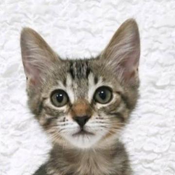 保護活動者：しあわせにゃんこ(東京都江戸川区)｜ハグー -みんなの