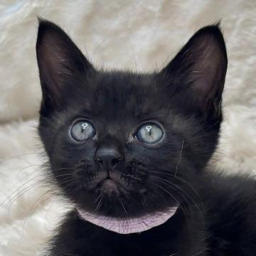 猫の里親募集】東京都・雑種・5/24譲渡会参加☆幸せにゃんこ♪1ヶ月半