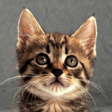 保護活動者：しあわせにゃんこ(東京都江戸川区)｜ペット一覧 全30件中