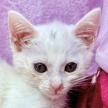 保護活動者：しあわせにゃんこ(東京都江戸川区)｜ハグー -みんなの
