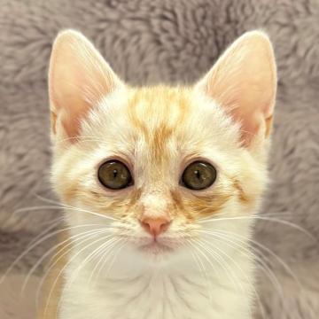 保護活動者：しあわせにゃんこ(東京都江戸川区)｜ハグー -みんなの