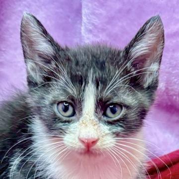 しあわせにゃんこ むらさき 保護活動者：しあわせにゃんこ(東京都江戸川区)｜ハグー -みんなの