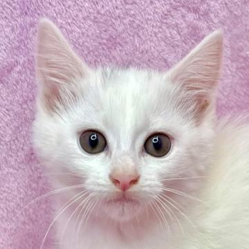 保護活動者：しあわせにゃんこ(東京都江戸川区)｜ハグー -みんなの