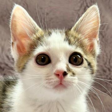 保護活動者：しあわせにゃんこ(東京都江戸川区)｜ハグー -みんなの