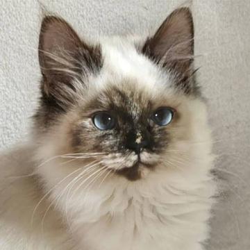 保護活動者：しあわせにゃんこ(東京都江戸川区)｜ハグー -みんなの