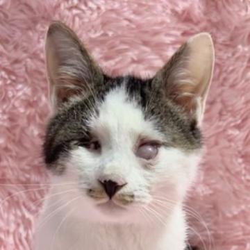 保護活動者：しあわせにゃんこ(東京都江戸川区)｜ハグー -みんなの