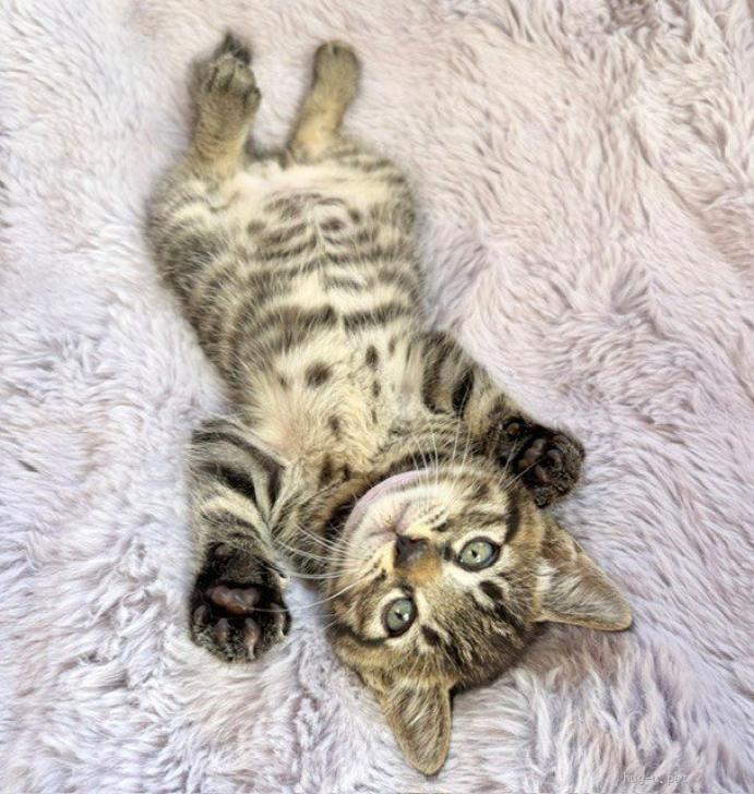 猫の里親募集】東京都・雑種・5/24譲渡会参加☆華やかにゃんこ♪1ヶ月