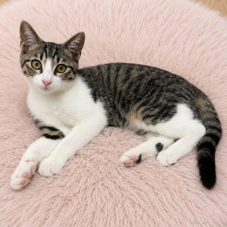 猫の里親募集】東京都・雑種・8/16譲渡会参加☆ハンターにゃんこ♪3
