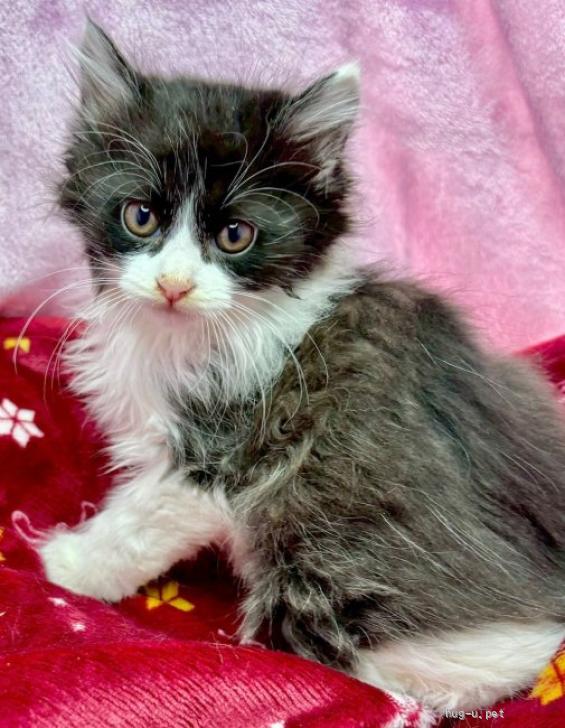 猫の里親募集】東京都・雑種・5/24譲渡会参加☆ヌイグルミにゃんこ♪2