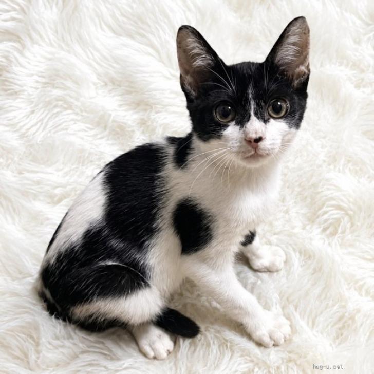 ねこばーぐページ 猫の里親募集】東京都・雑種・9/6譲渡会参加☆イイコなにゃんこ♪3