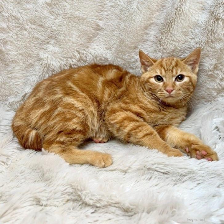 ④くうにゃんページ！ 猫の里親募集】東京都・雑種・2/8譲渡会参加☆うずまきにゃんこ♪3