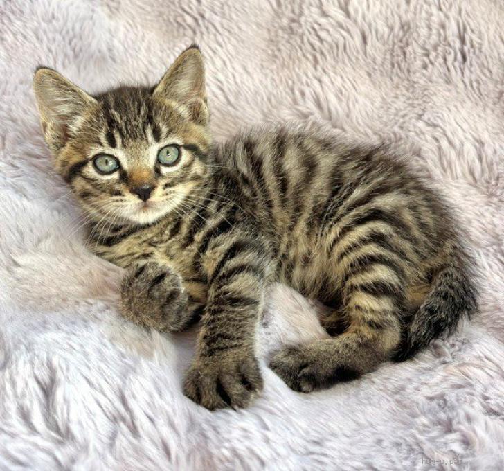 お値下げ♪大好き猫ちゃんとウサちゃん・再販不可 猫の里親募集】東京都・雑種・5/24譲渡会参加☆華やかにゃんこ♪1ヶ月