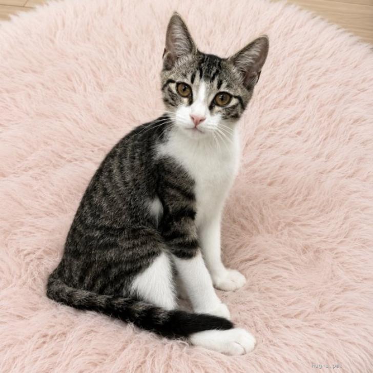 猫の里親募集】東京都・雑種・8/16譲渡会参加☆ハンターにゃんこ♪3