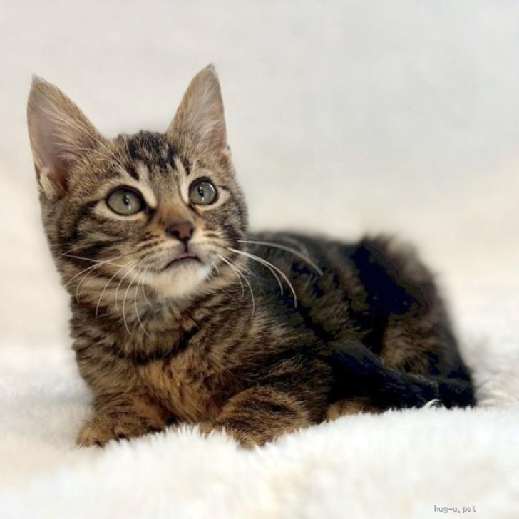 猫の里親募集】東京都・雑種・1/4（日）参加♪ポテポテにゃんこ♪3ヶ月