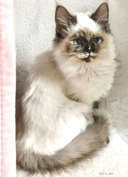 猫の里親募集】東京都・雑種・3/8譲渡会参加☆ツンデレにゃんこ♪5