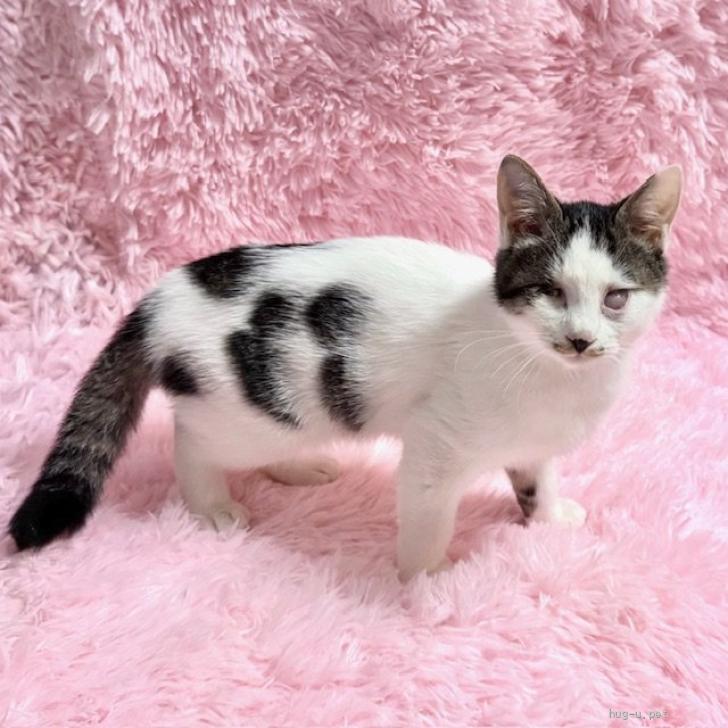 猫の里親募集】東京都・雑種・2/22譲渡会参加☆カシコイにゃんこ♪5