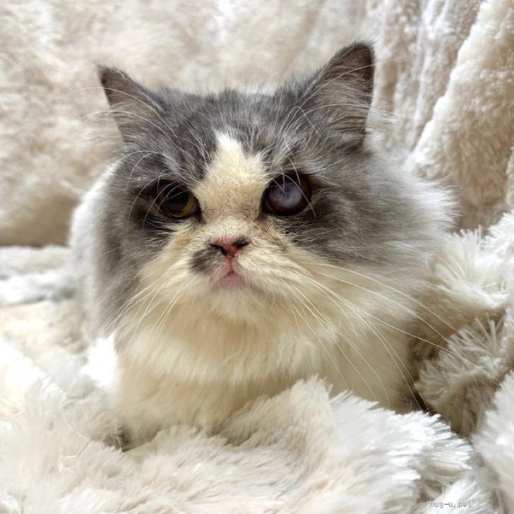 猫の里親募集】東京都・スコティッシュフォールド・3/8譲渡会参加