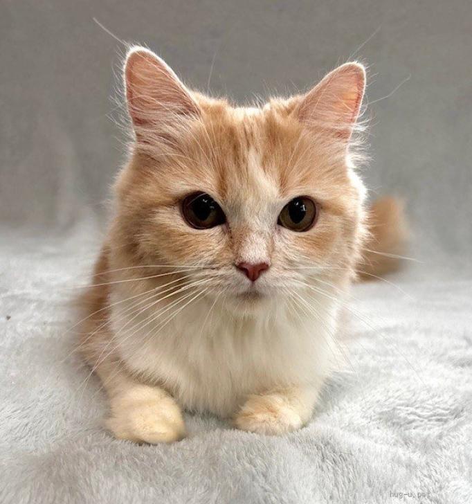 猫の里親募集】東京都・ラガマフィン・3/8譲渡会参加♪キラキラ