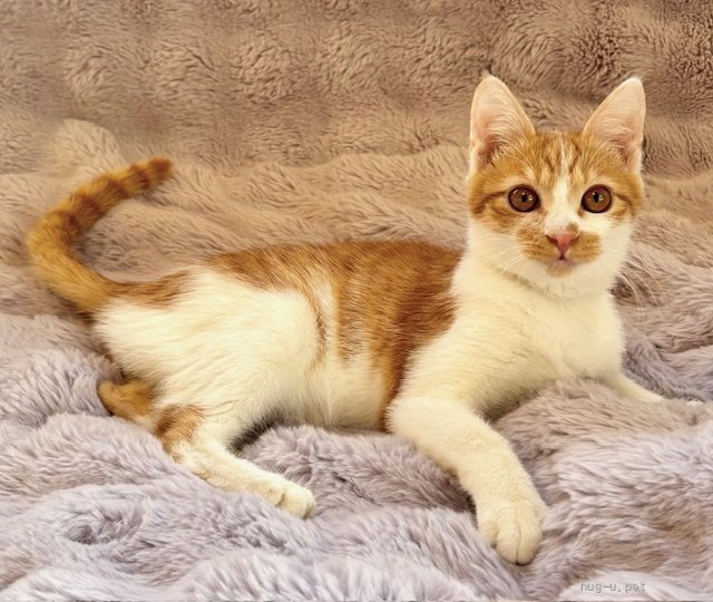 猫の里親募集】東京都・雑種・2/8譲渡会参加☆ワンパクにゃんこ♪5ヶ月