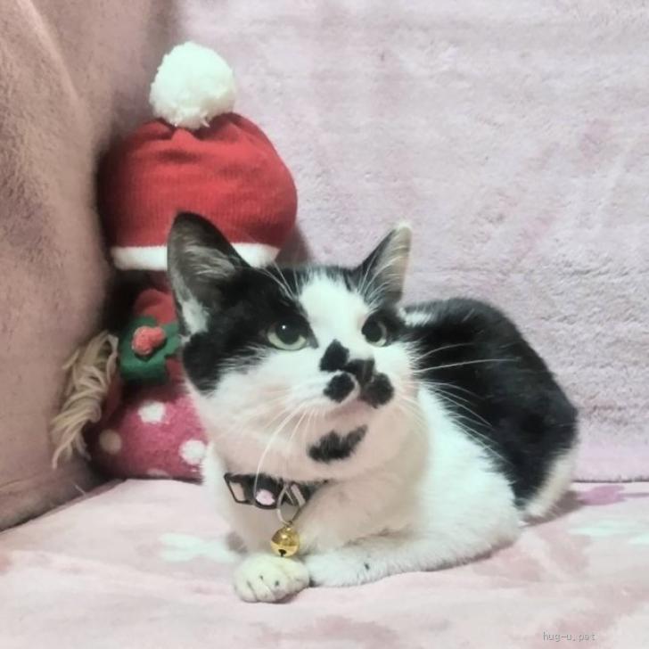 猫の里親募集】東京都・雑種・1/18（日）参加♪キリンなにゃんこ♪5