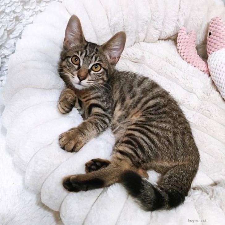 猫の里親募集】東京都・雑種・9/6譲渡会参加☆しちゃうぞ♡なにゃんこ