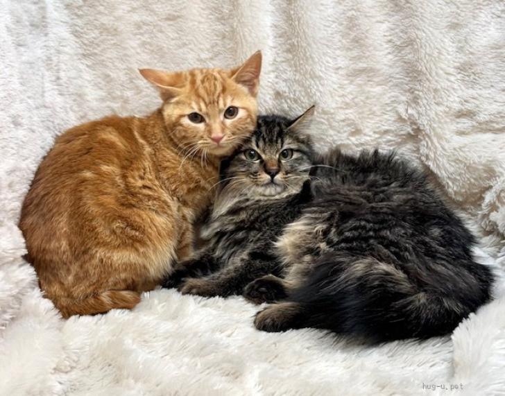 ④くうにゃんページ！ 猫の里親募集】東京都・雑種・2/8譲渡会参加☆うずまきにゃんこ♪3