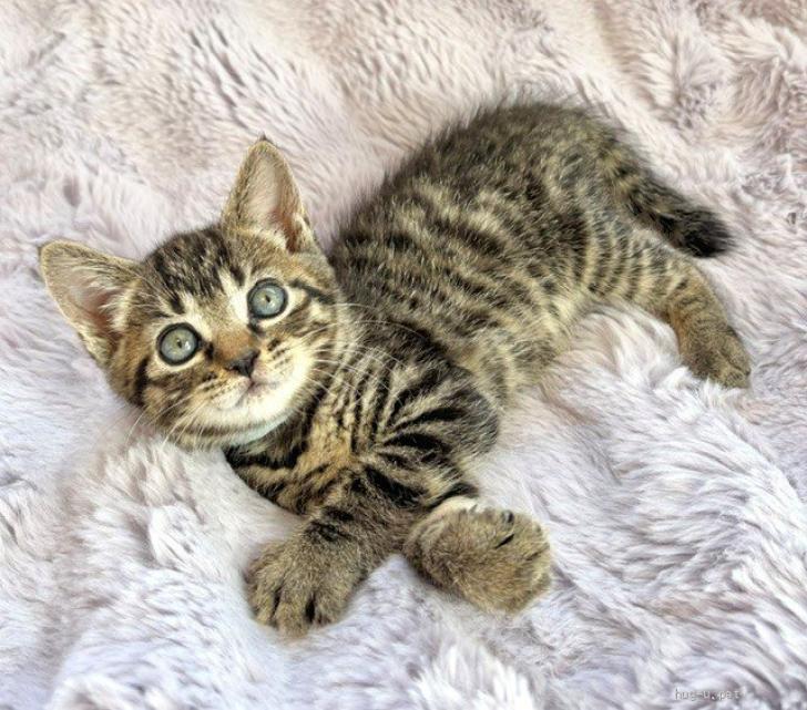猫の里親募集】東京都・雑種・5/24譲渡会参加☆可憐なにゃんこ♪1ヶ月