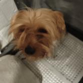 ヨークシャーテリア