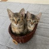 雑種