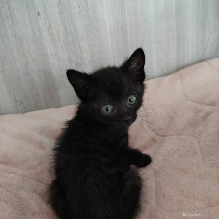 猫の里親募集】岐阜県・雑種・黒 サビ 兄妹です（ID:2606-00017