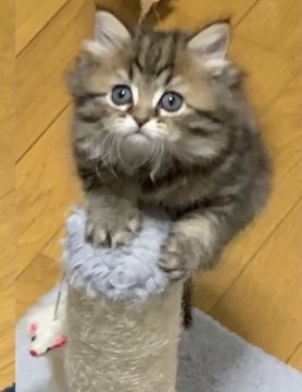 猫 和歌山県 マンチカンの里親募集一覧 ハグー みんなのペット里親情報