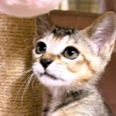 雑種