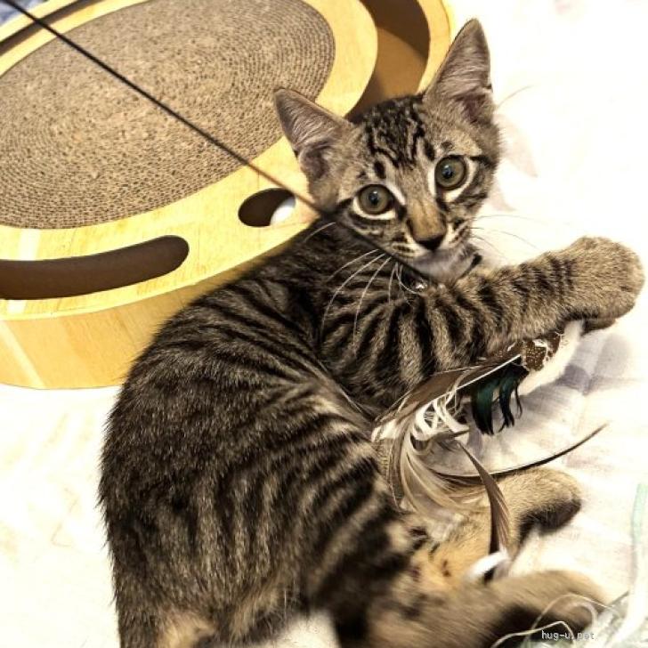 猫の里親募集】愛知県・雑種・じっと見つめるKOJIROくん（ID:2607