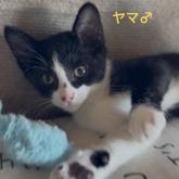 雑種