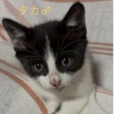 雑種