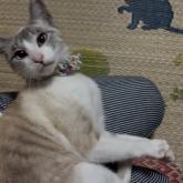 雑種