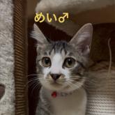 雑種