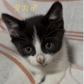 保護活動者：しあわせにゃんこ(岐阜県土岐市)｜ハグー -みんなのペット