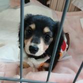 ミニチュアダックスフンド(ロング)