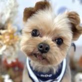 ヨークシャーテリア