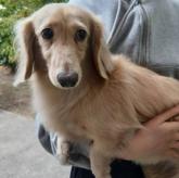 ミニチュアダックスフンド(ロング)